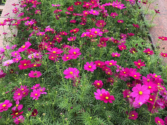 大同鲜花预订-设计小区绿化